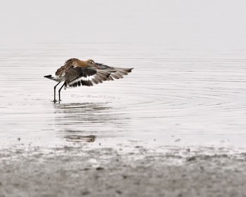 Black-tailed Godwit Isanuma Thu, 9/15/2016