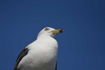 ウミネコ 大磯照ヶ崎海岸 2016年7月18日(月)