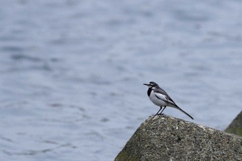 White Wagtail 多摩川 Sat, 4/2/2016