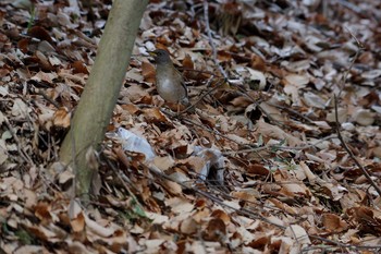 Pale Thrush Machida Yakushiike Park Sat, 2/6/2016