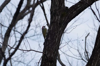 Japanese Green Woodpecker Unknown Spots Sun, 2/21/2016