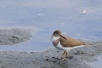 Common Sandpiper Tokyo Port Wild Bird Park Sun, 11/8/2020