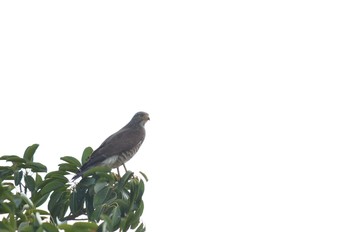 Grey-faced Buzzard 沖縄県 宜野湾市 Tue, 3/25/2014