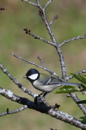 Japanese Tit 旭公園 Sat, 10/31/2020