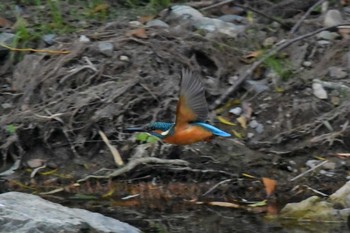 Common Kingfisher 猪名川 Tue, 11/10/2020