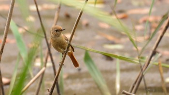 ジョウビタキ 東京港野鳥公園 2020年11月8日(日)