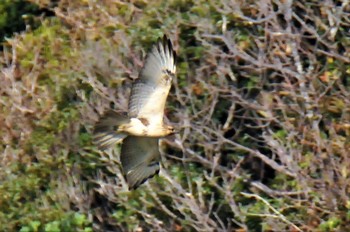 2020年11月10日(火) 伊豆諸島北部の野鳥観察記録