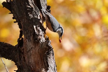 2020年10月25日(日) 藻岩山登山道の野鳥観察記録