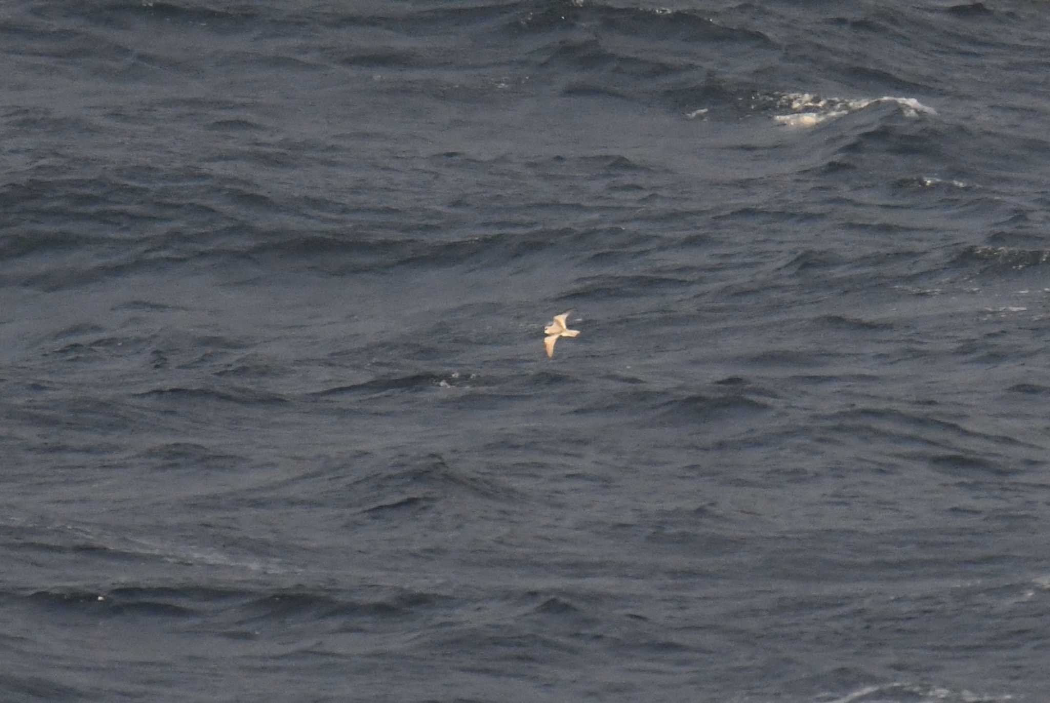 Fork-tailed Storm Petrel