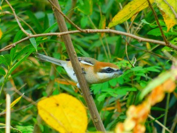 Bull-headed Shrike 埼玉県嵐山町 Sun, 11/8/2020