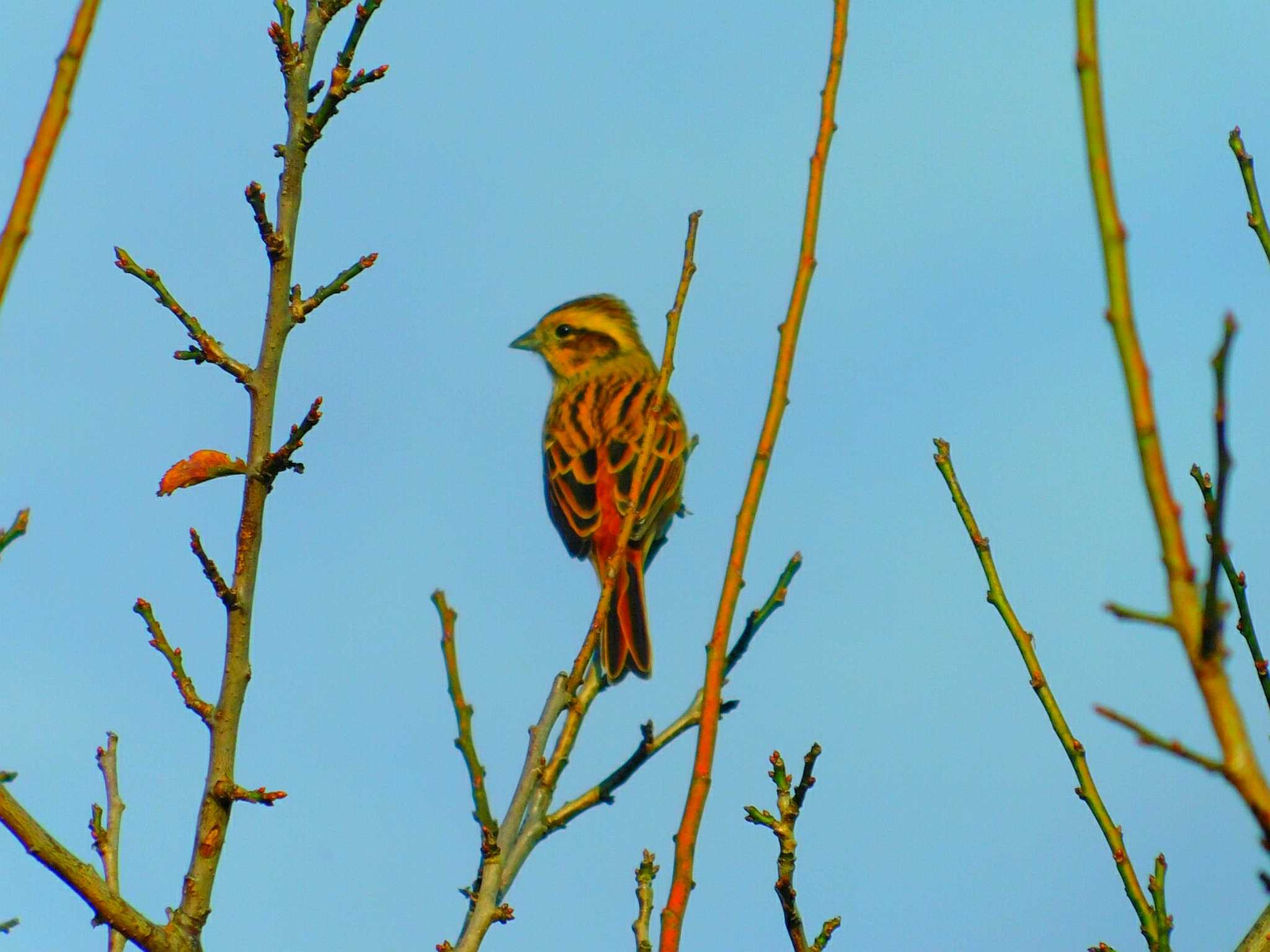 Photo of Meadow Bunting at 埼玉県嵐山町 by TORIMARU