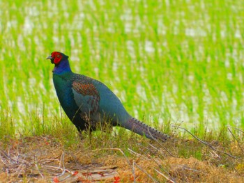 Green Pheasant 千葉県八千代市 Wed, 5/27/2020