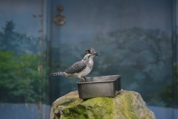 Crested Kingfisher Inokashira Park Sun, 11/8/2020