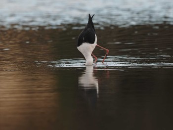 2020年11月10日(火) 伊佐沼の野鳥観察記録