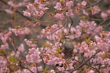 ヒヨドリ 井の頭恩賜公園 2016年2月21日(日)