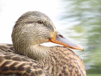 カルガモ 大濠公園 2020年10月3日(土)