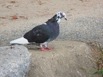 カワラバト 大濠公園 2020年10月3日(土)