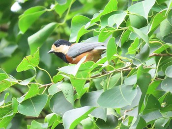 2020年10月4日(日) 犬鳴ダムの野鳥観察記録