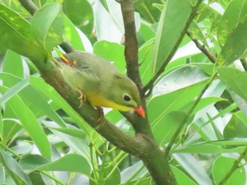 ソウシチョウ 犬鳴ダム 2020年10月4日(日)