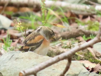 アトリ 犬鳴ダム 2020年10月4日(日)