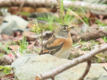 アトリ 犬鳴ダム 2020年10月4日(日)