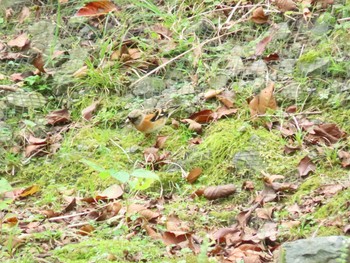 アトリ 犬鳴ダム 2020年10月4日(日)