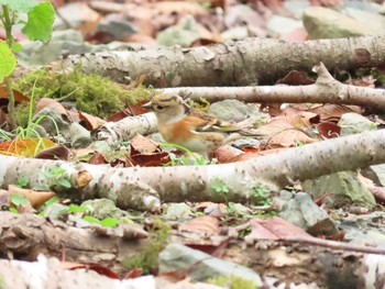 アトリ 犬鳴ダム 2020年10月4日(日)