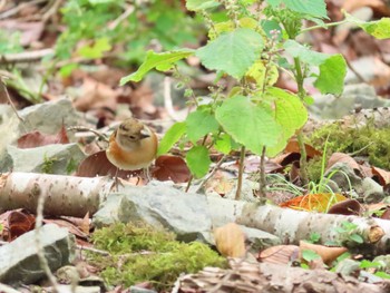 アトリ 犬鳴ダム 2020年10月10日(土)