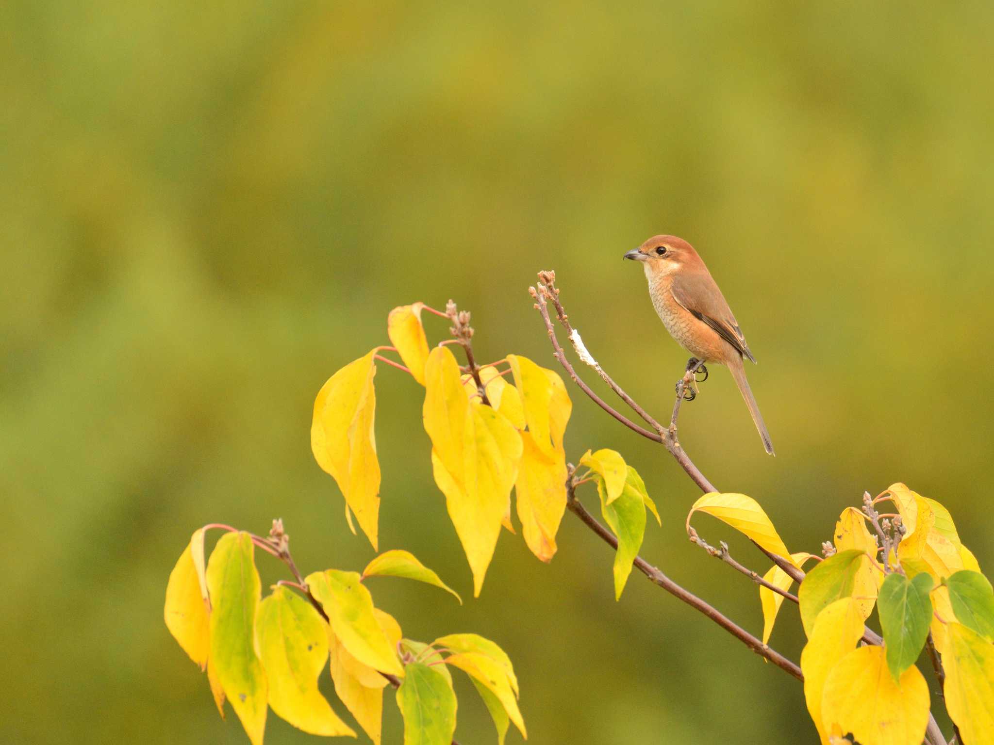 東京港野鳥公園 モズの写真 by 80%以上は覚えてないかも