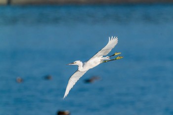 Little Egret 山口県 山口市 Sat, 10/31/2020