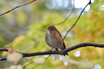 2020年10月26日(月) 円山登山道、北海道の野鳥観察記録