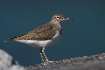 Common Sandpiper 伊豆諸島北部 Wed, 11/11/2020