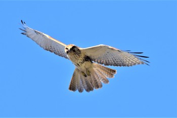 Eastern Buzzard 伊豆諸島北部 Wed, 11/11/2020