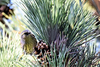 Eurasian Siskin 伊豆諸島北部 Wed, 11/11/2020