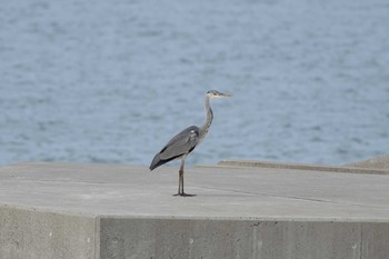 アオサギ 大野海岸 2020年10月28日(水)