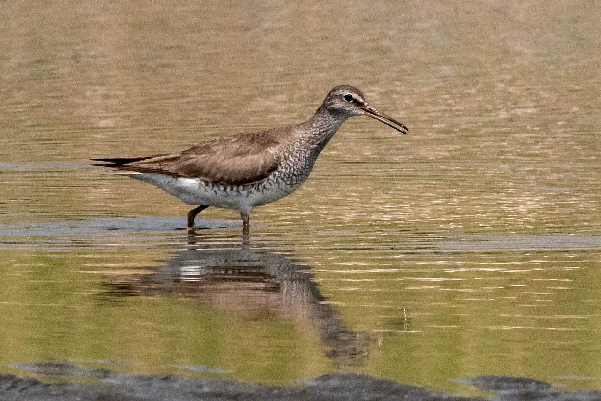 ふなばし三番瀬海浜公園 キアシシギの写真 by Marco Birds