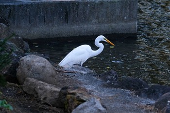 チュウサギ 新宿御苑 2020年11月11日(水)