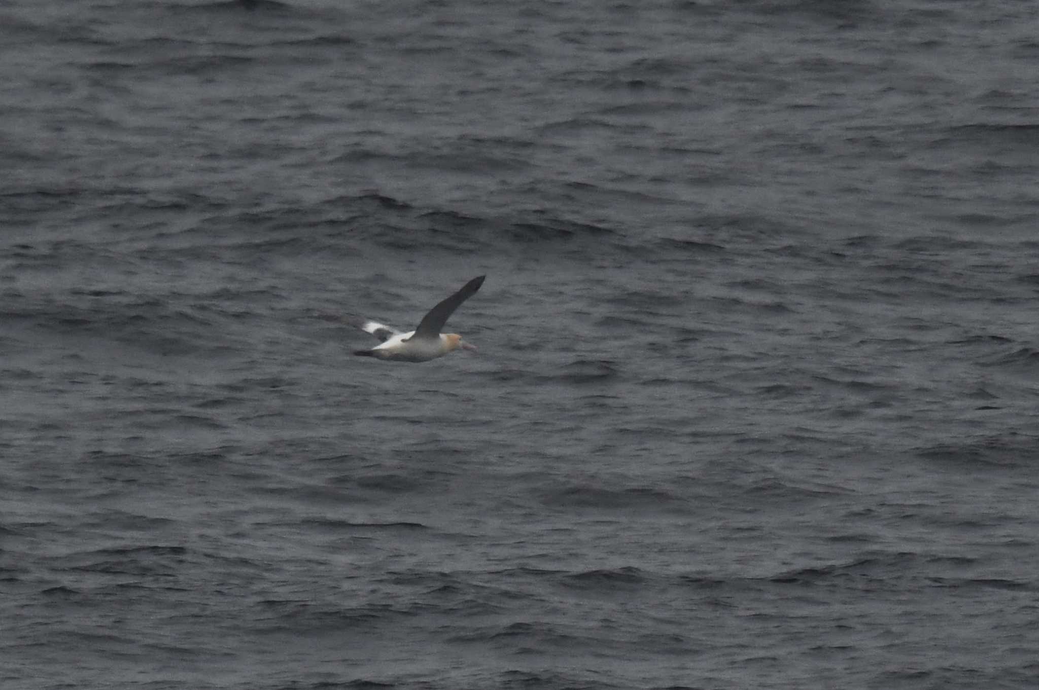 Short-tailed Albatross