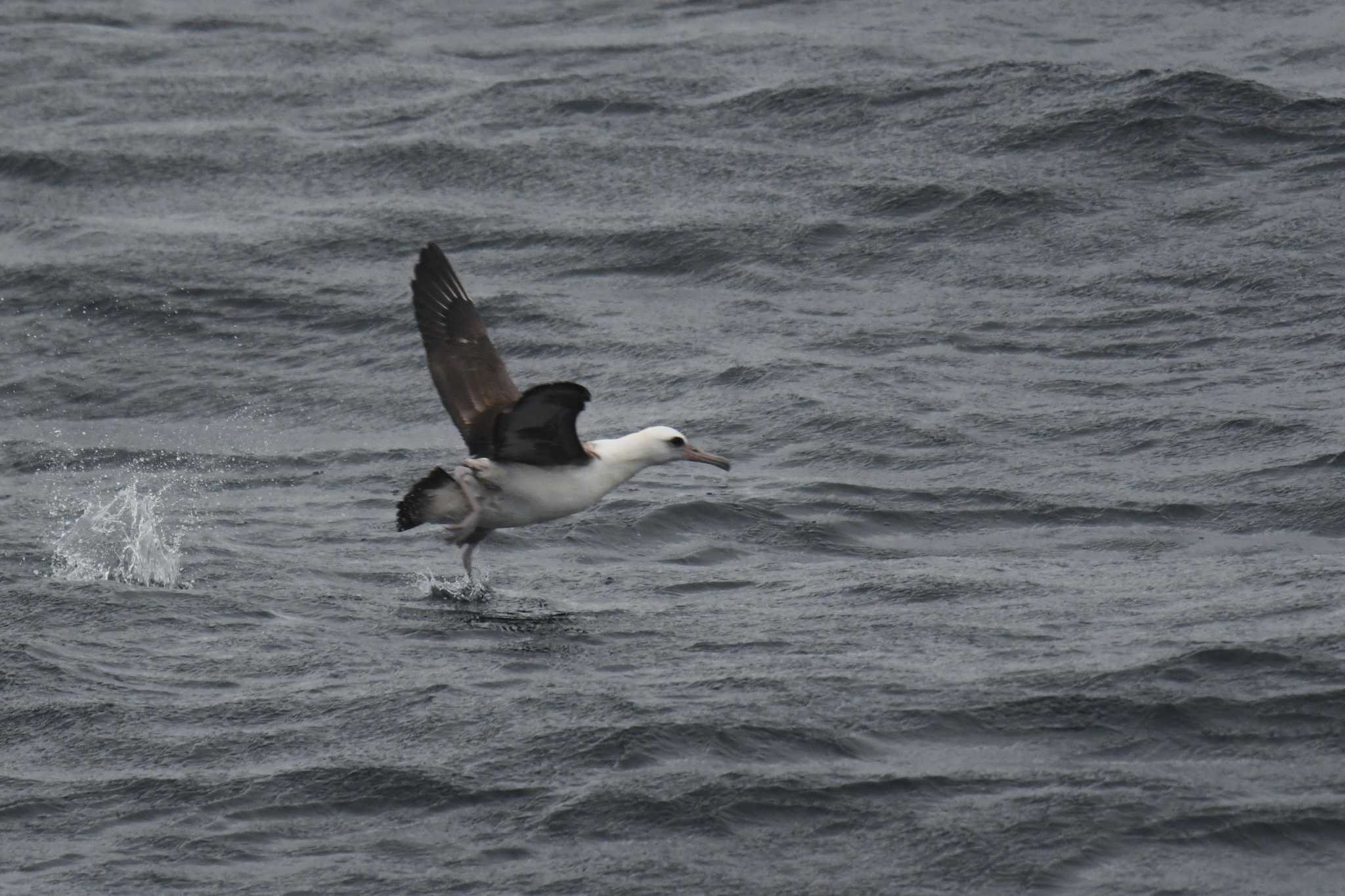 Laysan Albatross