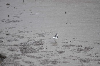 2016年2月21日(日) 井の頭恩賜公園の野鳥観察記録