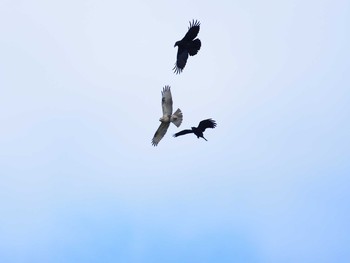 ノスリ 東京港野鳥公園 2020年10月24日(土)