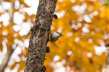 ゴジュウカラ 戸隠 2015年10月13日(火)