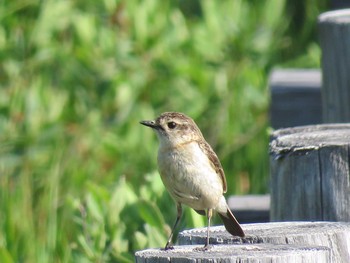 Amur Stonechat Ozegahara Mon, 6/20/2016