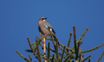 Eurasian Jay(brandtii) Makomanai Park Tue, 10/27/2020