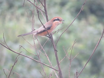 Bull-headed Shrike Minuma Rice Field Wed, 9/28/2016