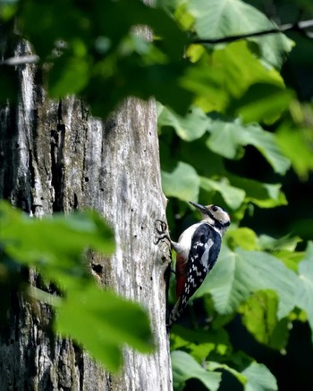 Great Spotted Woodpecker Tamahara Wetland Sun, 7/10/2016