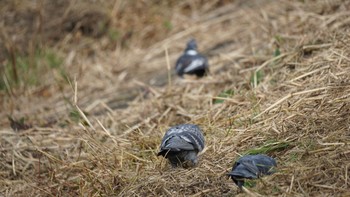 2020年11月12日(木) 芝川第一調節池(芝川貯水池)の野鳥観察記録