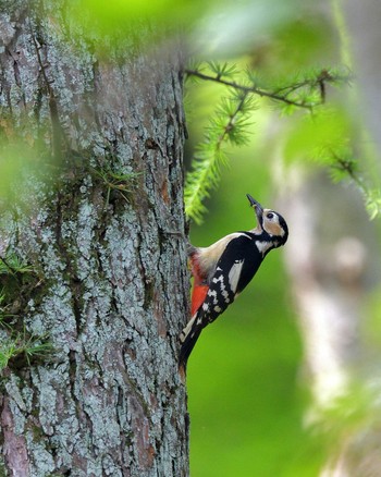 Great Spotted Woodpecker 伊香保森林公園 Sun, 6/19/2016