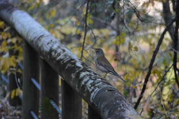 Grey Bunting 松尾池 Thu, 11/12/2020