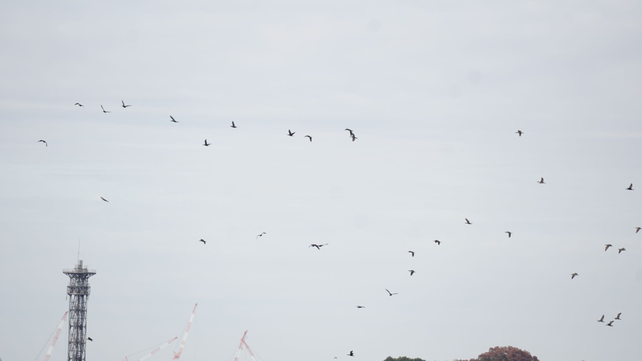 芝川第一調節池(芝川貯水池) カワウの写真 by ツピ太郎